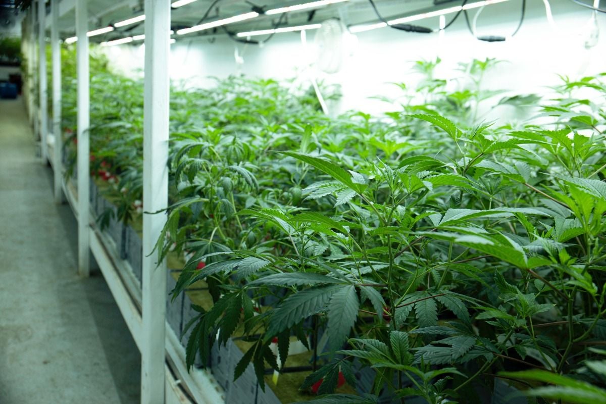 Greenhouse vs. Indoor Facility Odor: Understanding the Different Engineering Challenges Greenhouse vs. Indoor Facility Odor: Understanding the Different Engineering Challenges